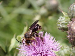Macropis europaea