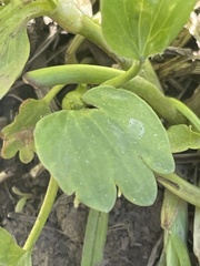 Ranunculus inamoenus inamoenus