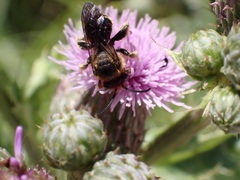 Macropis europaea