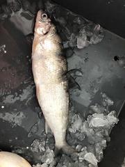 Coregonus clupeaformis