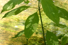 Calycomyza flavinotum