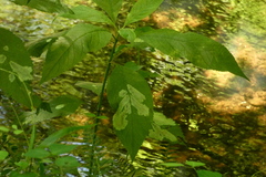 Calycomyza flavinotum