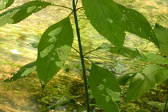 Calycomyza flavinotum