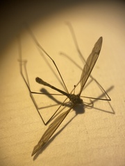 Tipula pruinosa