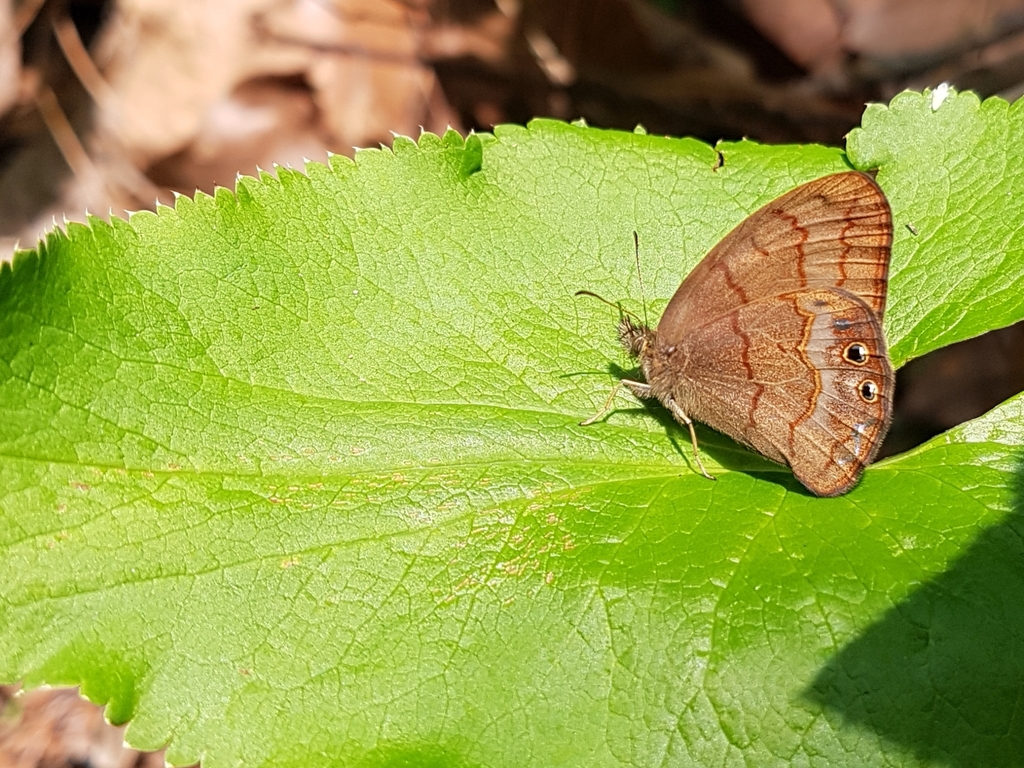 Cyllopsis guatemalena
