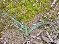 Dianella porracea