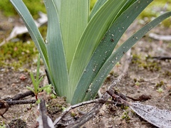 Dianella porracea