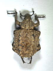 Brachycerus muricatus