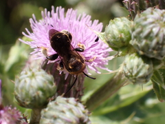 Macropis europaea