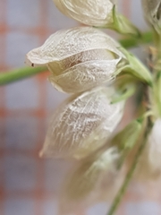 Trifolium micranthum