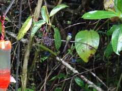 Loddigesia mirabilis