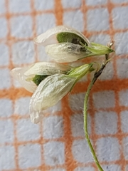 Trifolium micranthum