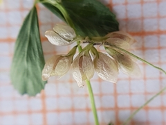Trifolium micranthum