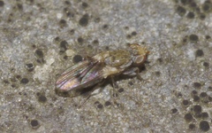 Trixoscelis obscurella
