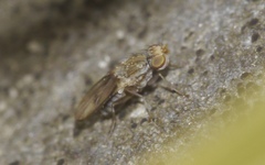 Trixoscelis obscurella