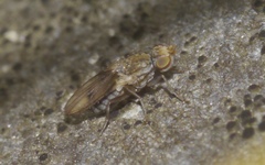 Trixoscelis obscurella