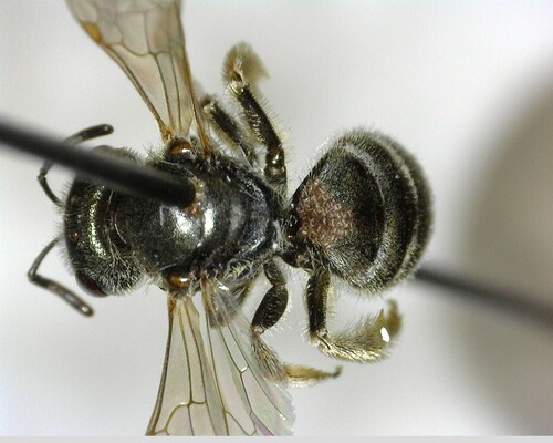 iNaturalist observation photo of Tripartite Sweat Bee