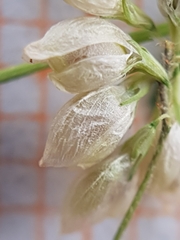 Trifolium micranthum