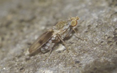 Trixoscelis obscurella