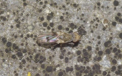 Trixoscelis obscurella