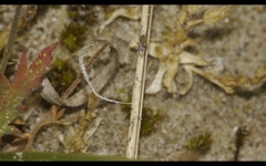 Trixoscelis obscurella