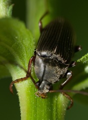 Capnochroa fuliginosa