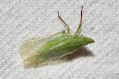 Rhynchomitra recurva