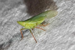 Rhynchomitra recurva