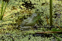 Lithobates catesbeianus
