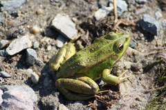 Pelophylax