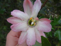 Passiflora mathewsii