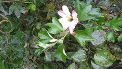 Passiflora mathewsii