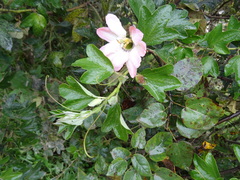 Passiflora mathewsii