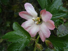 Passiflora mathewsii