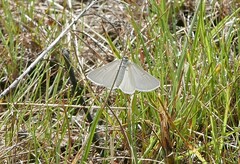 Lithostege farinata