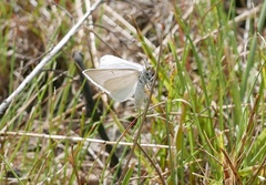 Lithostege farinata