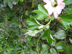 Passiflora mathewsii