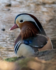 Aix galericulata
