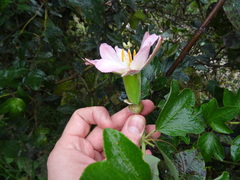 Passiflora mathewsii