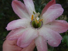 Passiflora mathewsii