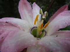 Passiflora mathewsii