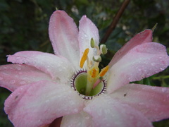 Passiflora mathewsii