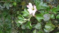 Passiflora mathewsii