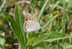 Lycaena alciphron