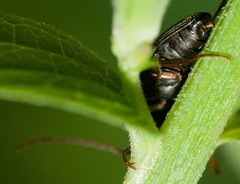Capnochroa fuliginosa