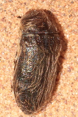 Acmaeoderella
