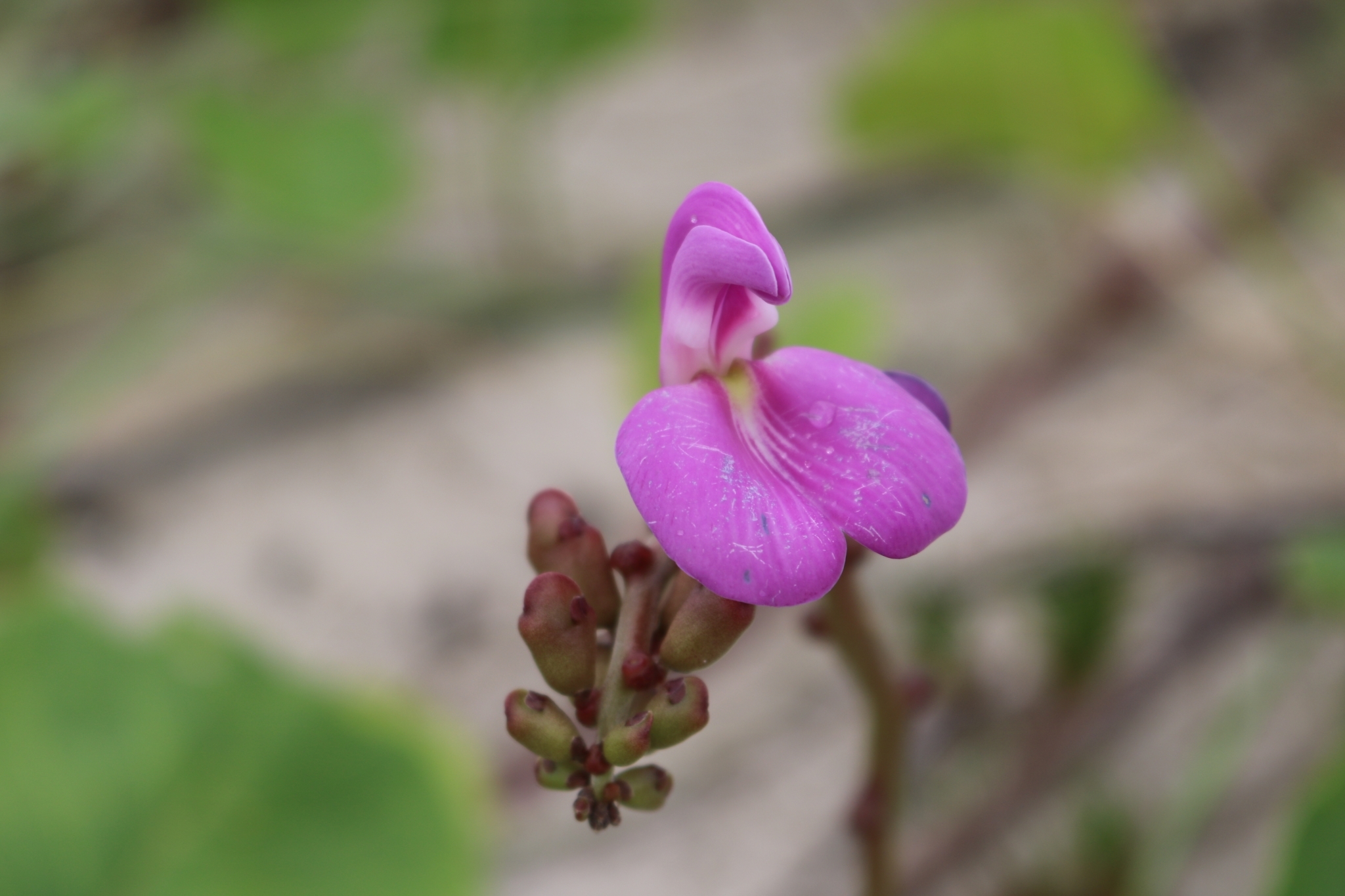 Canavalia rosea