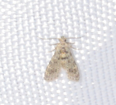 Alucita objurgatella