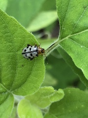 Alagoasa tridecimmaculata