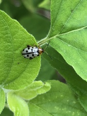 Alagoasa tridecimmaculata